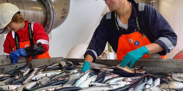 

bilde av to forskningsteknikere som sorterer makrell på en båt