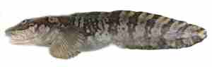 Ålebrosmen med det latinske navnet Lycodes reticulatus liggende på hvit bakgrunn