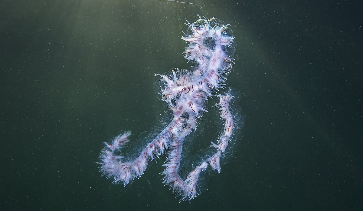 
Ein perlesnormanet under vatn. Perlesnormaneten er ei lang remse, med mange korte trådar.