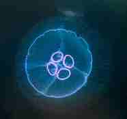 Glassmanet (Aurelia aurita). Foto: Erling Svensen