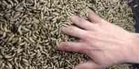 

BSF larvae in a feeding substrate containing marine ingredients 2
