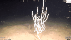 En bambuskorall med et lite krepsdyr på seg.