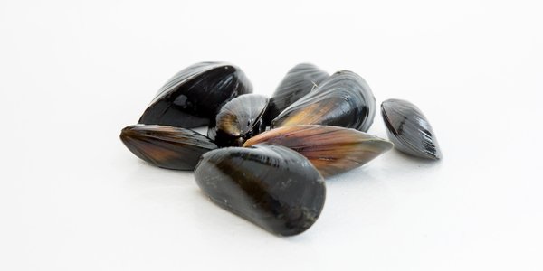 

Blåskjell (2)