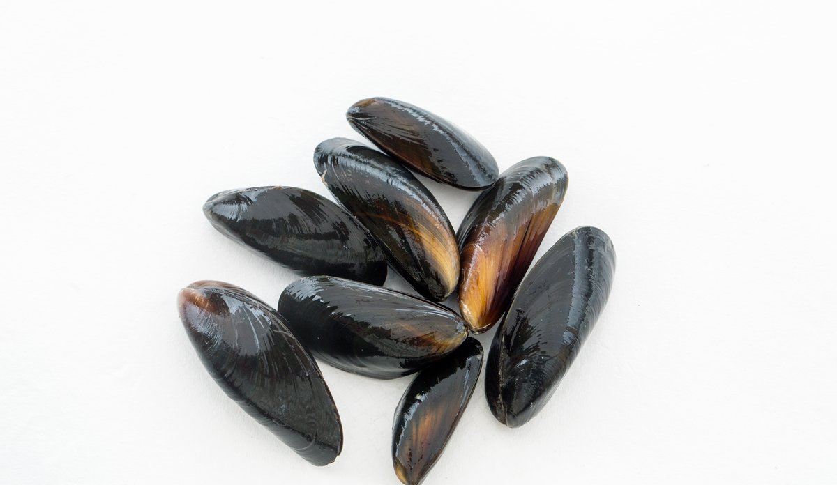 
Blåskjell