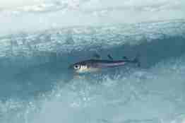 liten fisk inne i isen 