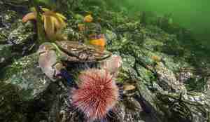 Cancer pagurus 02 07 2014 2