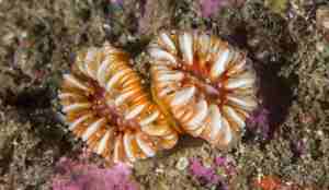 Caryophyllia smithii 29 09 2015