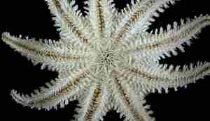 Crossaster squamatus ventral 1 R1114 443