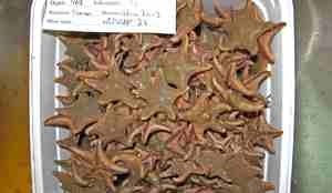 Ctenodiscus crispatus 2 R42 62