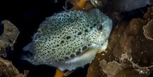Cyclopterus lumpus 10-01-2017_1.jpg