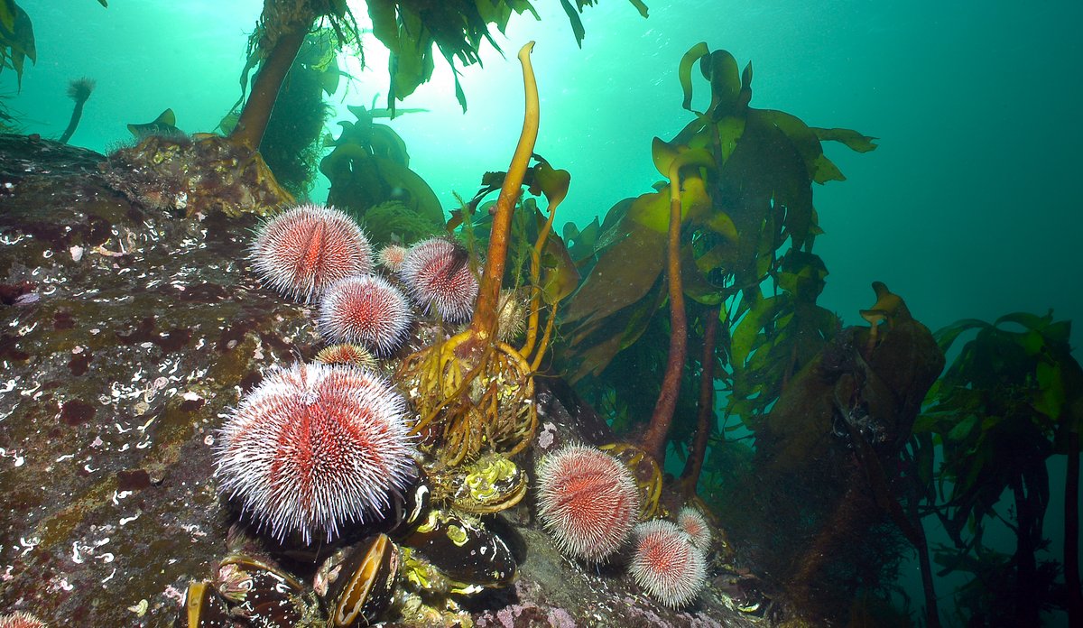 Echinus esculentus 03 05 o