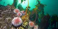 

Echinus esculentus 03 05 o