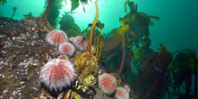 Echinus esculentus 03-05 o.JPG