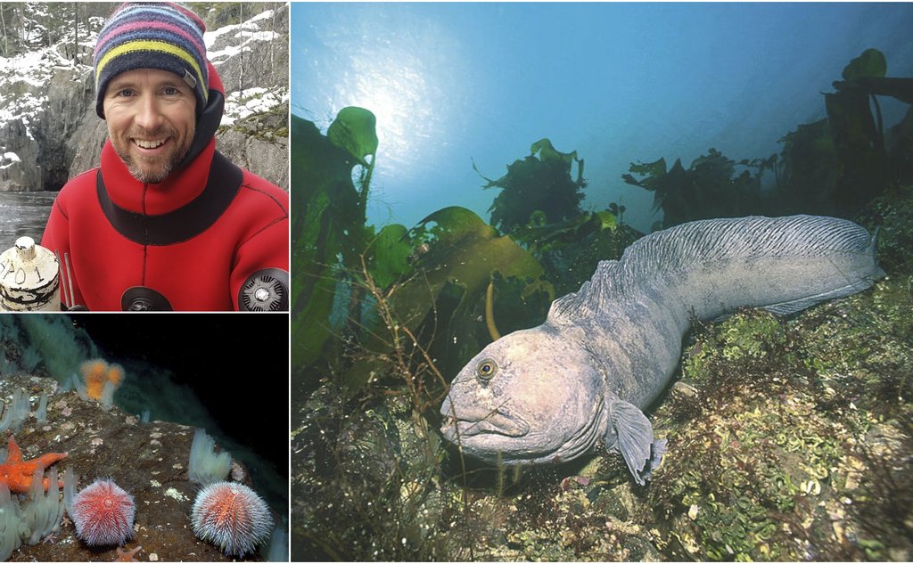 Collage of three photos. One man smiling to the camera, wolf fish on the sea floor and sea urchin.
