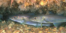 Gadus morhua SP b.t5d6652de.m1600.tif.pv.x36zaDDye.jpg