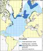 distribution map fin whale