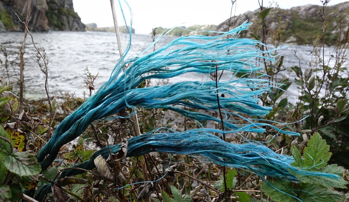 Fotografi av taustump på avveie i naturen