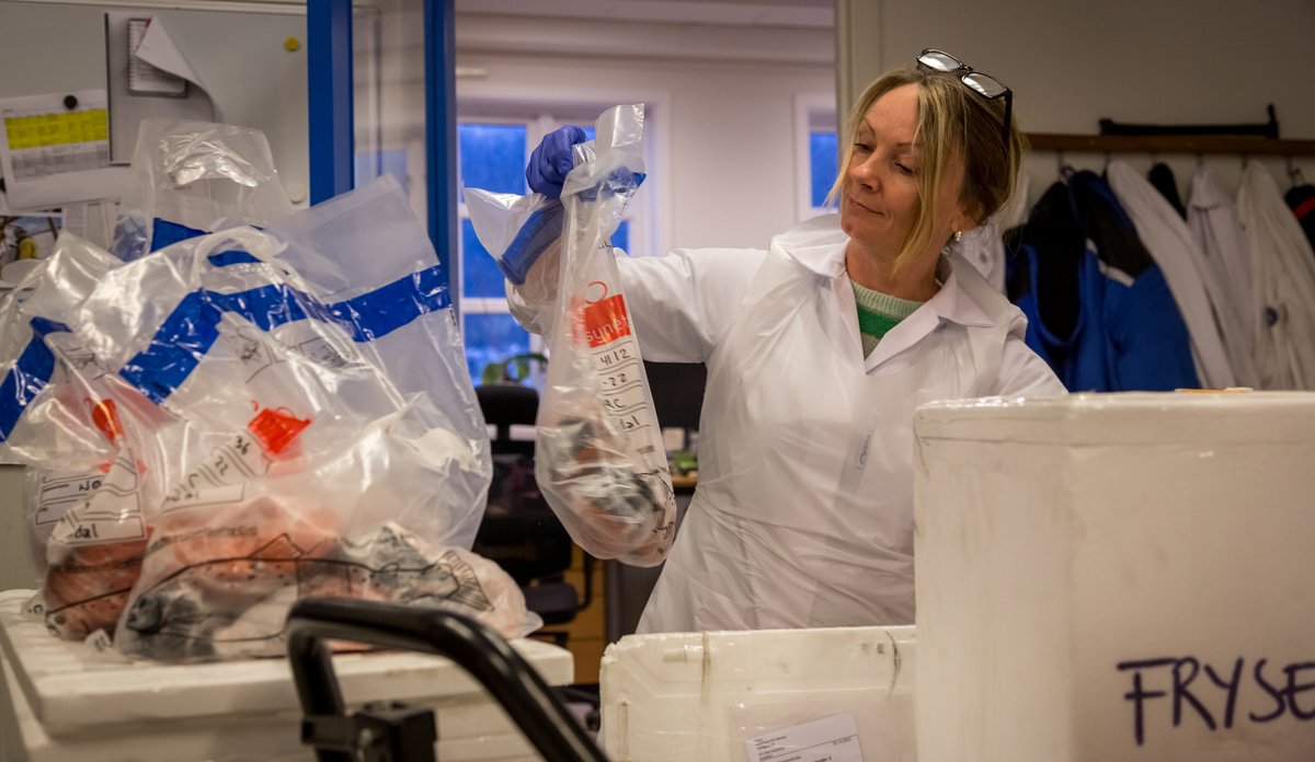 
Ei kvinne i kvit labfrakk og plastforkle og hanskar. Ho held ein gjennomsiktig plastpose som rommar prøver frå oppdrettslaks.