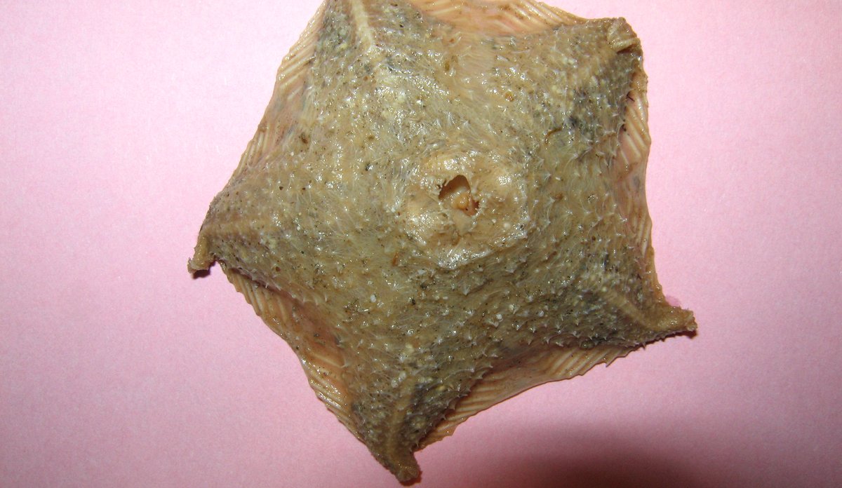 Hymenaster pellucidus dorsalt st