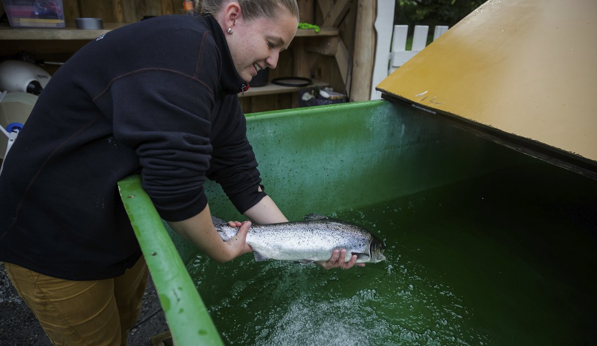 
kvinne holder fisk opp av grønt kar 