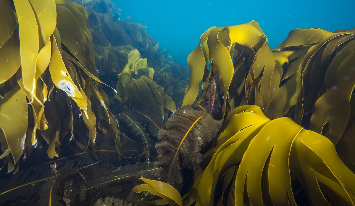Laminaria hyperborea   stortare 07 2015