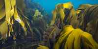 

Laminaria hyperborea   stortare 07 2015