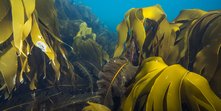Laminaria hyperborea - stortare 07-2015.jpg