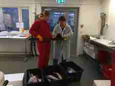 Kvinne med rød kjeledress og kvinne med hvis labfrakk står i en fiskelab og scanner en fisk med et scanneapparat.