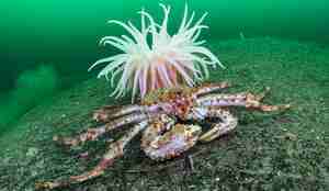 Lithodes maja  27 02 2014 1