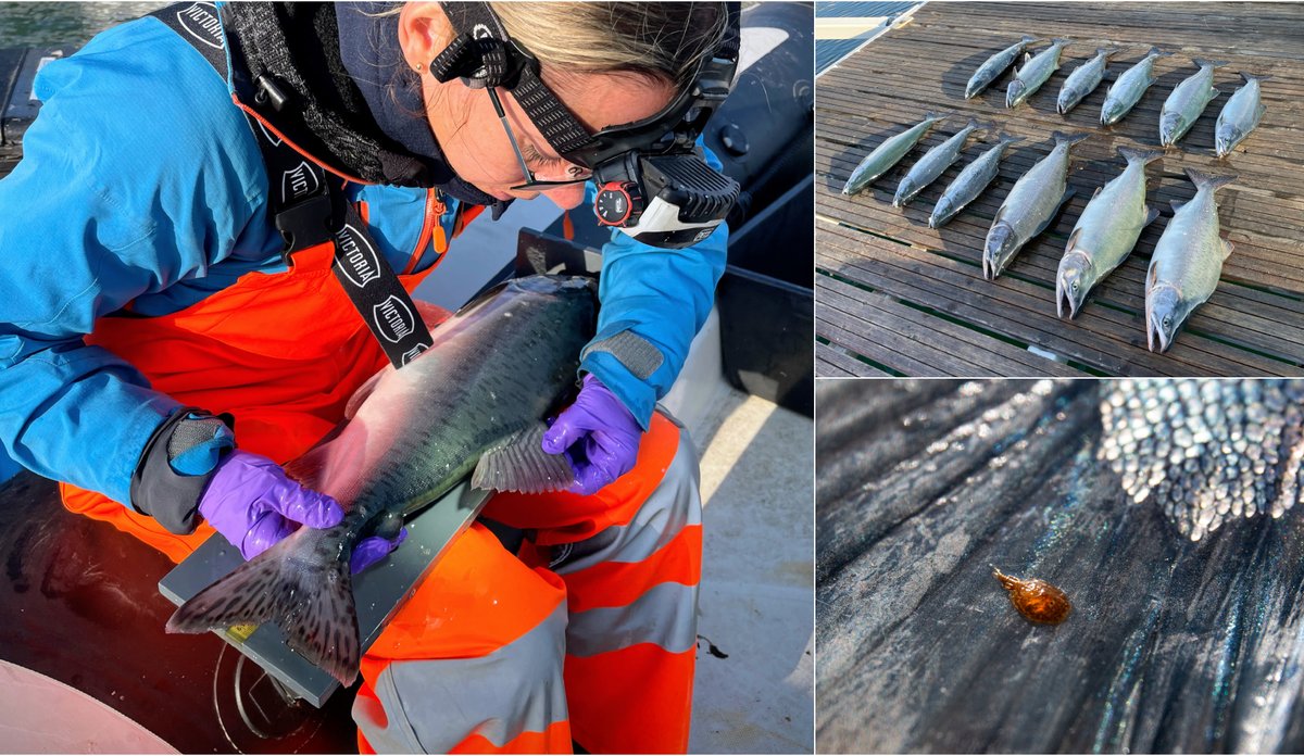 kollasj med tre bilder: foto av kvinne som undersøker pukkellaks, foto av 12 pukkellakser som ligger på en brygge, og nærfoto av en lakselus på en laksehale