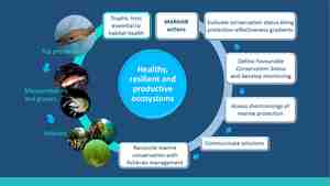 Infographic Marhab prosject