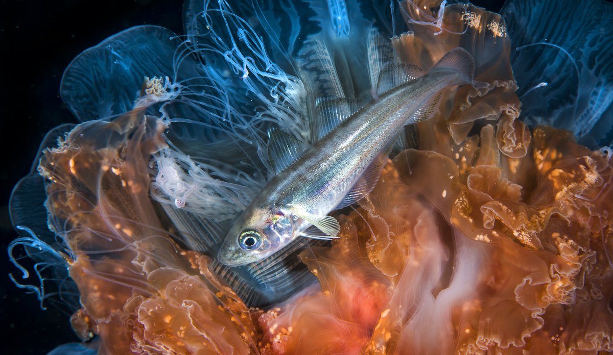 Merlangius merlangus 11 10 2015 3