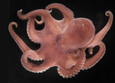An octopus with eight arms and reddish colour 