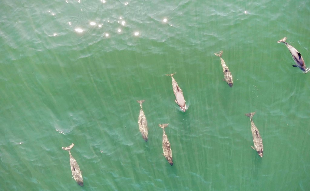 The harbour porpoise is a small cetacean of about 1.5 meters