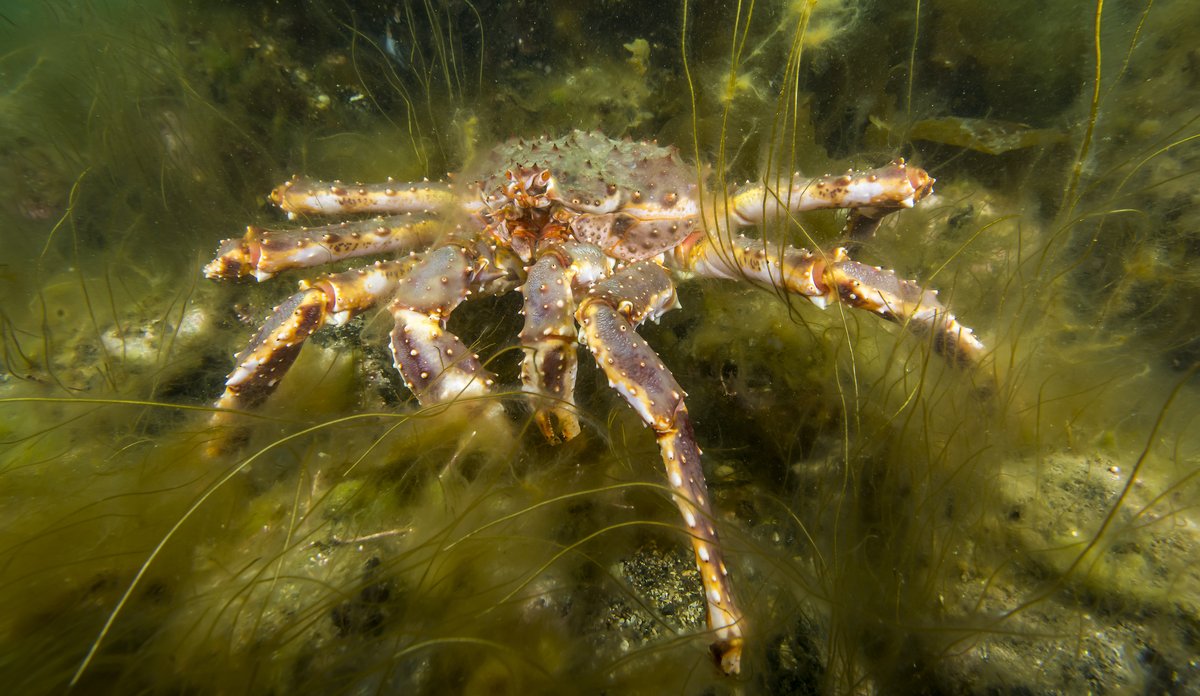 
Paralithodes camtschaticus 06 15 (8)