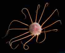 Periphylla periphylla