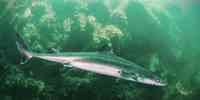 

Squalus acanthias