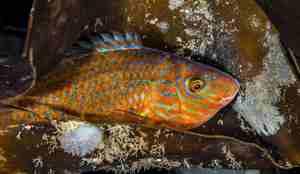 Symphodus melops 19 12 2016 5