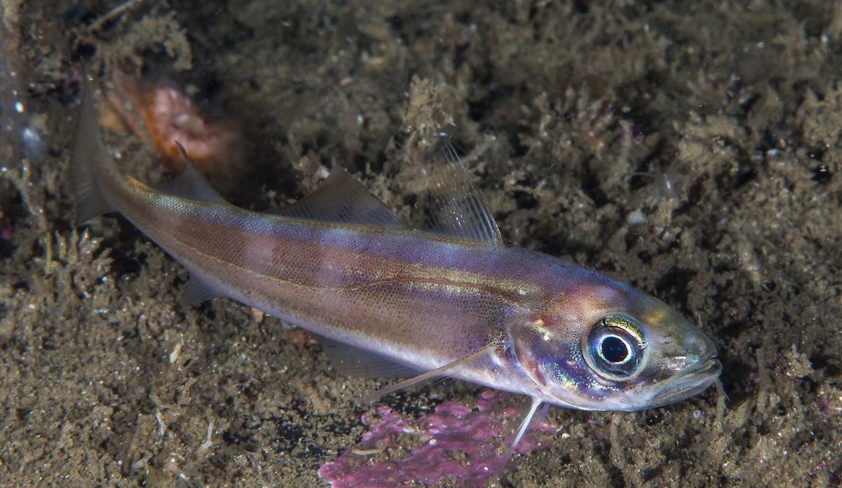 
Trisopterus esmarkii 09 2015