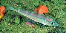 Trisopterus esmarkii.jpg
