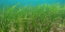 Zostera_1_P8084082 e1.jpg
