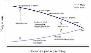 Diagram som viser hvordan økende påvirkning fra lakselus påvirker laks.