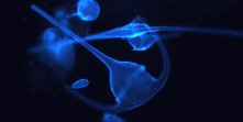 Planktonbilder\fluorisert dinoflagellat