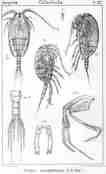 Illustrasjon av Tharybis macrophthalma