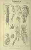 Illustrasjon av Harpacticus chelifer
