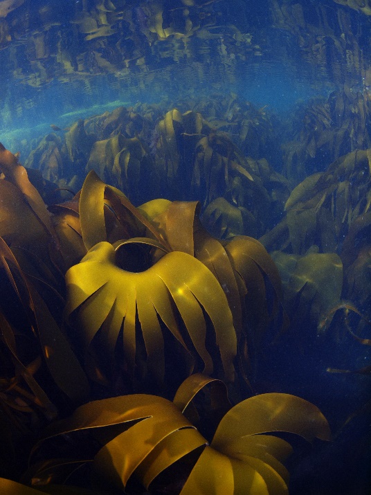 Figur 1. Stortare Laminaria hyperborea danner tett skog helt opp mot overflaten ved Nordøyan (foto: J Thormar, Havforskningsinstituttet). 