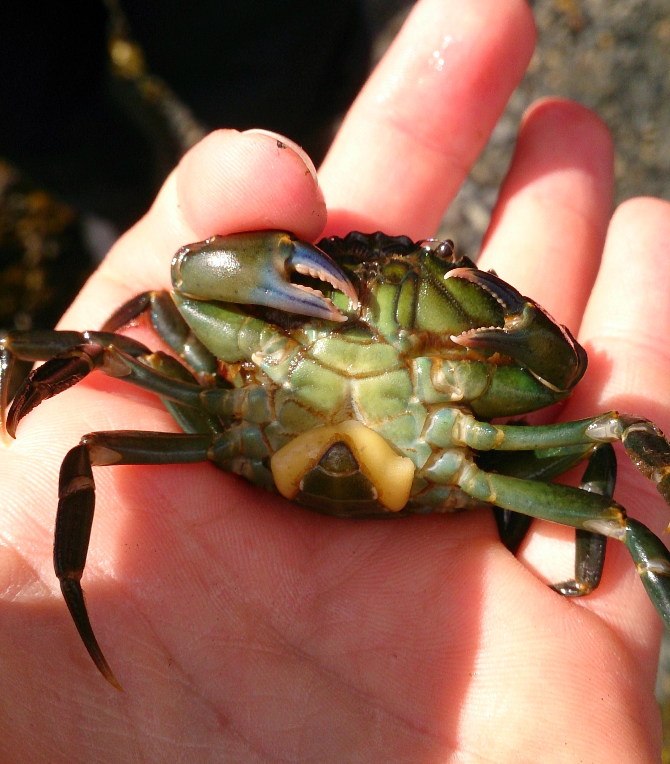 Bilde: Strandkrabbe infisert av rotkreps.