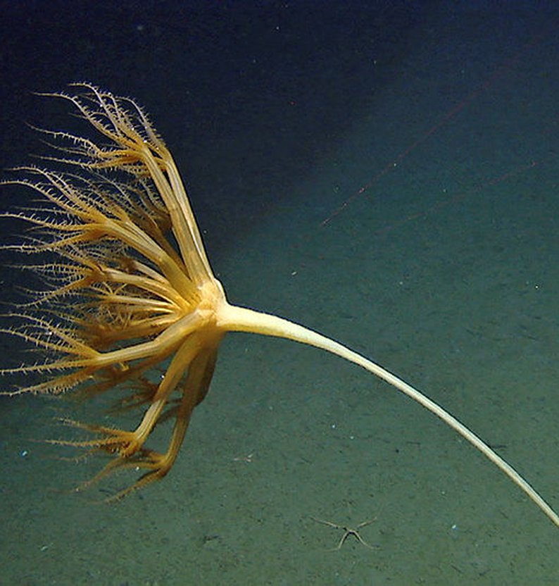 
R257VL277c 00 09 59 Umbellula%2520encrinus