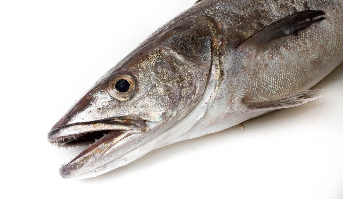 European hake