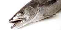

European hake